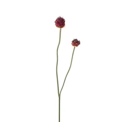 Allium