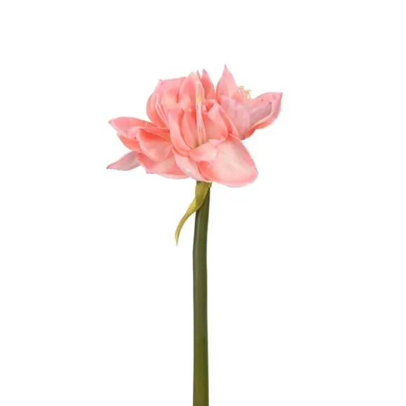 Amaryllis flerblommig tjock stjälk