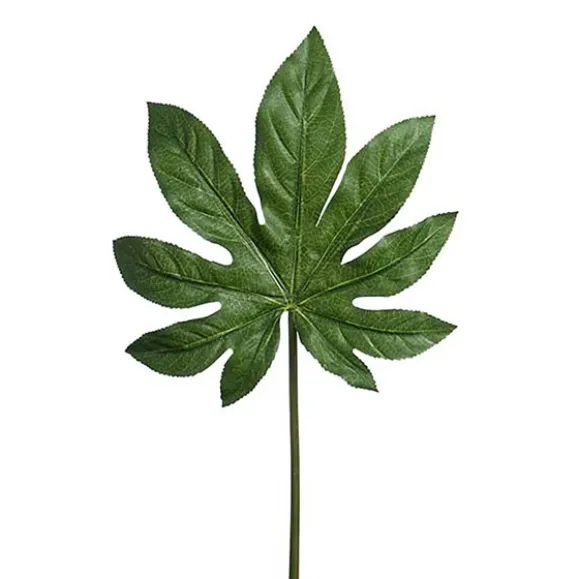 Aralia Blad