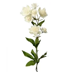 Astrantia