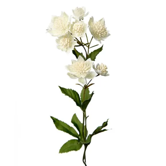 Astrantia