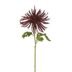 Chrysanthemum