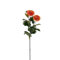 Chrysanthemum