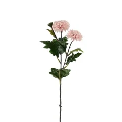 Chrysanthemum
