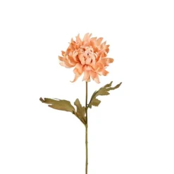 Chrysanthemum torkad