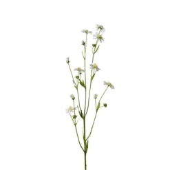 Cosmos