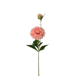 Dahlia