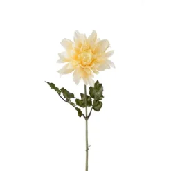 Dahlia