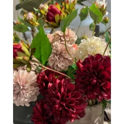Dahlia