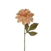 Dahlia torkad