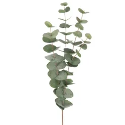 Flergrenad Eucalyptus