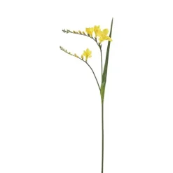 Freesia