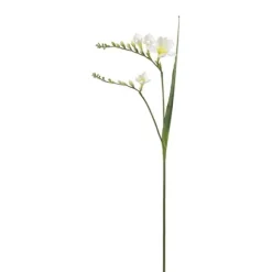 Freesia