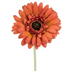 Gerbera