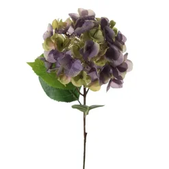 Hortensia snittblomma