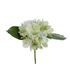 Hortensia snittblomma