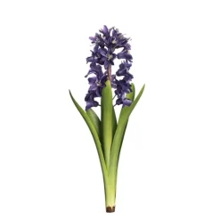 Hyacint snittblomma