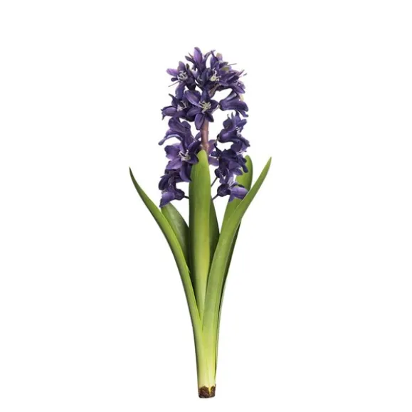 Hyacint snittblomma