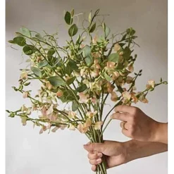 Luktärt flergrenad