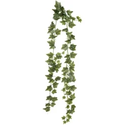 Murgröna flerstänglad
