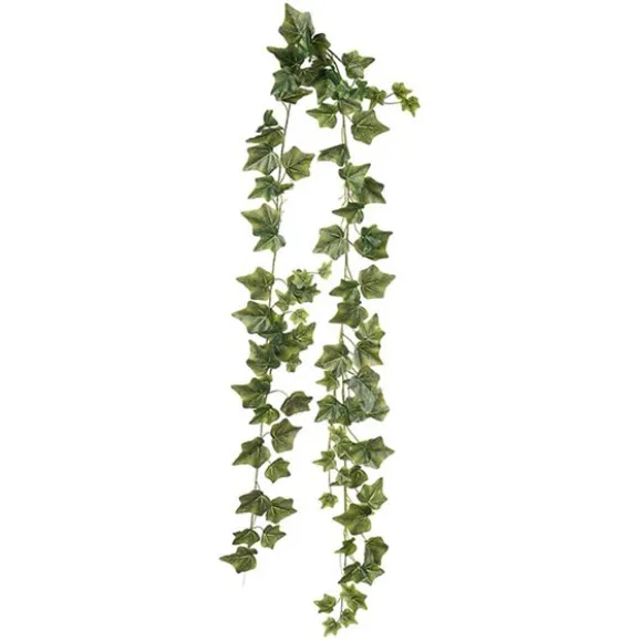 Murgröna flerstänglad