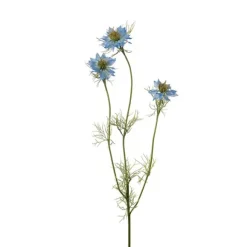 Nigella