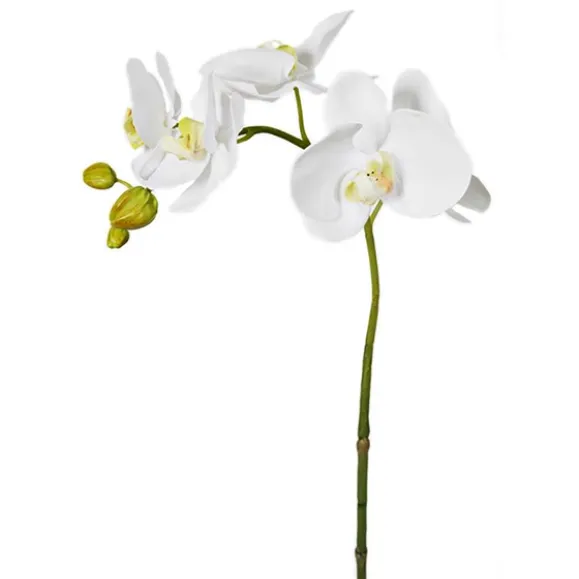 Phalaenopsis Vit