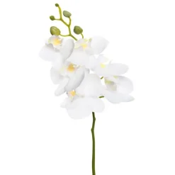 Phalaenopsis Vit