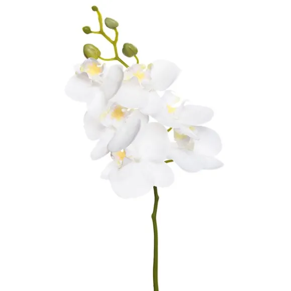 Phalaenopsis Vit