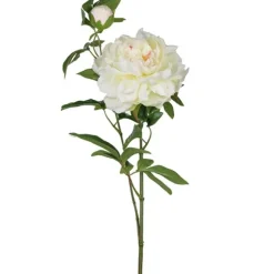 Pion snittblomma