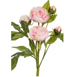 Pion snittblomma