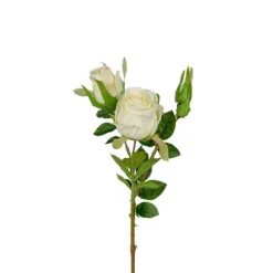 Ros trestänglad