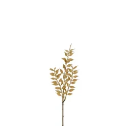 Ruscus
