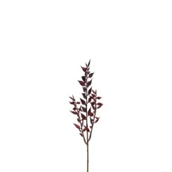 Ruscus