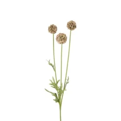 Scabiosa