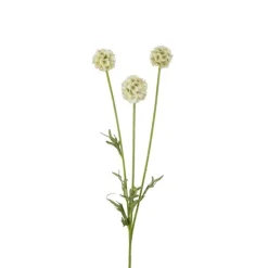 Scabiosa