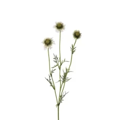Scabiosa utslagen
