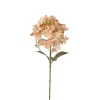 Torkad småblommig hortensia