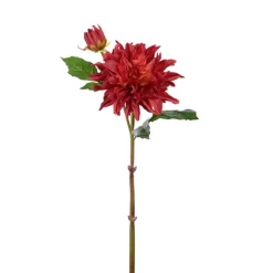 Tvåstänglad dahlia