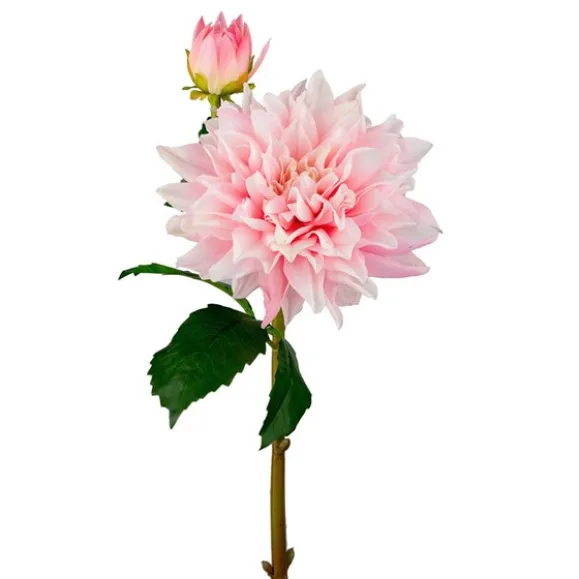 Tvåstänglad dahlia