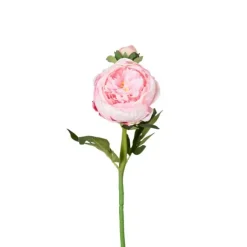 Tvåstänglad pion