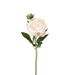 Tvåstänglad pion