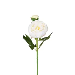 Tvåstänglad pion