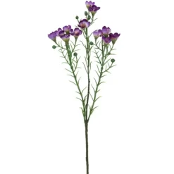 Vaxblomma