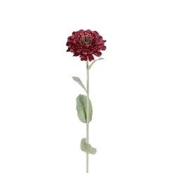 Zinnia