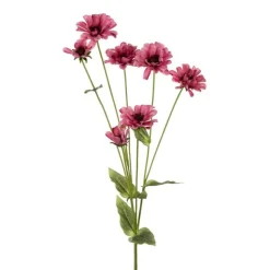 Zinnia